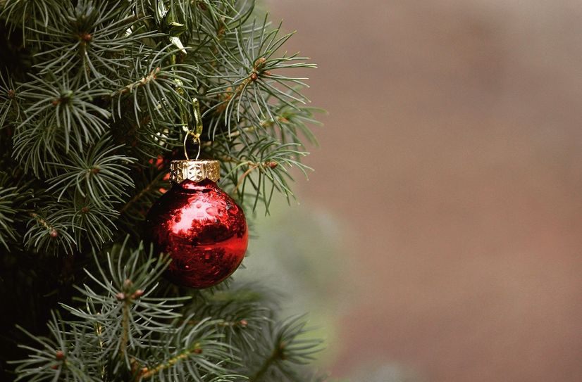 Wer hat in diesem Jahr den passenden Baum für den Canalettomarkt?