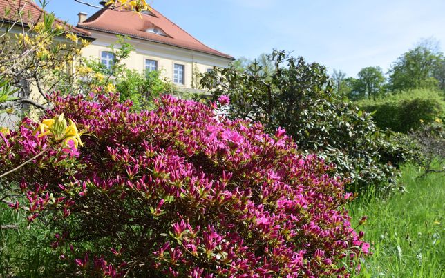 Der Rhododendron im Königshainer Schlosspark wird im Mai in voller Blüte stehen.