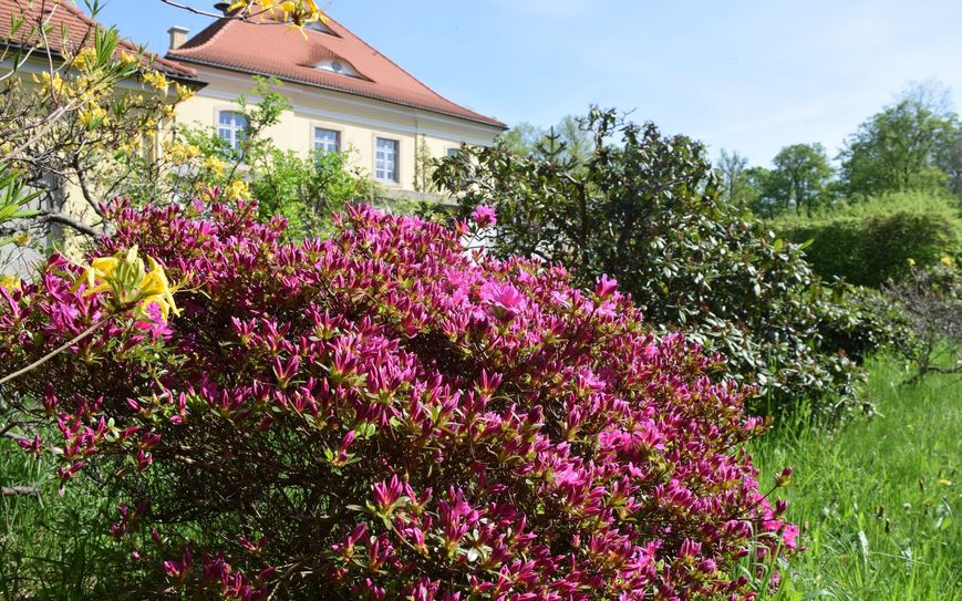 Der Rhododendron im Königshainer Schlosspark wird im Mai in voller Blüte stehen.