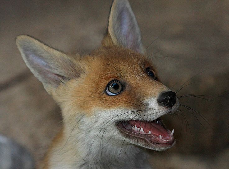 Der Naturschutz-Tierpark Görlitz-Zgorzelec bittet Tierfreunde vermeintlich verlassene Jungtiere nicht einzusammeln. Foto: zoo-goerlitz.de