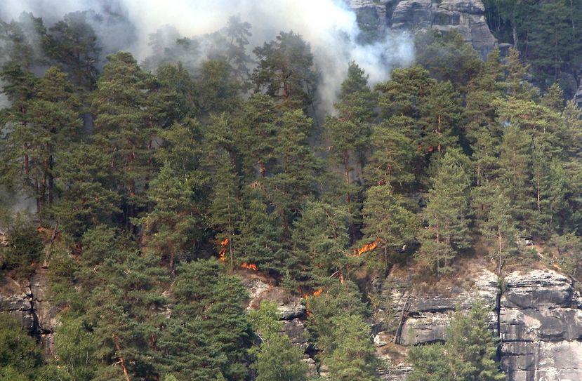 Letztes Jahr kam es aufgrund der Trockenheit zu zahlreichen Waldbränden. Foto: Archiv / D. Förster
