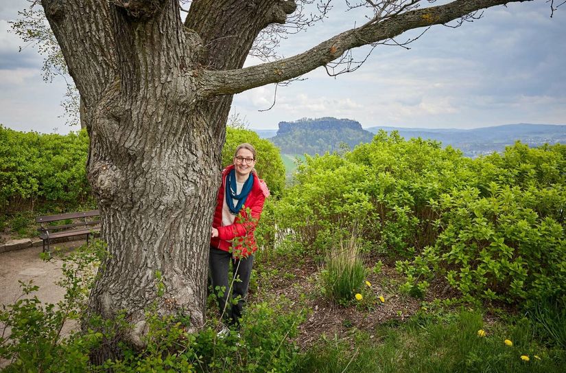 Stefanie Krihning an der 200 Jahre alten Hochzeitseiche der Festung Königstein. Sie ist eine der Stationen der Führung zur Sonderausstellung.