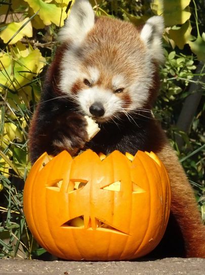 Am 30. Oktober wird im Tierpark das Kürbisfest gefeiert. Foto: Pixabay