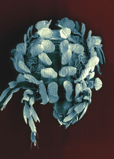 Dieser „wandelnde Busch“ ist eine Milbe von der Insel Teneriffa. Die blattartigen Strukturen sind Körperanhänge, deren Funktion noch unbekannt ist. Foto: Volker Hampe, Senckenberg Museum für Naturkunde Görlitz