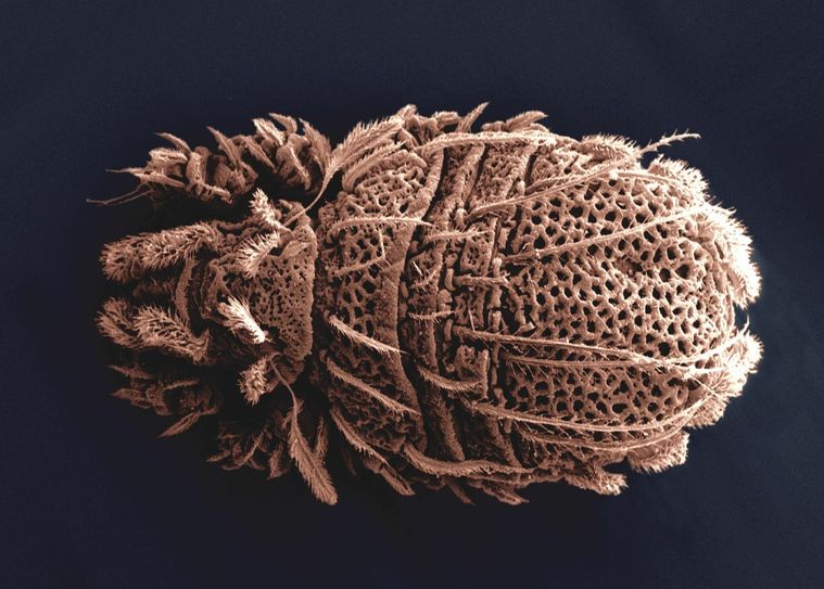 Hornmilbe (Cosmochthonius lanatus, 0,3 mm) – Die langen Haare dieser winzigen Hornmilbe können bei Gefahr aufgestellt werden. Sie dienen zur Abwehr von Fressfeinden. Foto: Volker Hampe, Senckenberg Museum für Naturkunde Görlitz