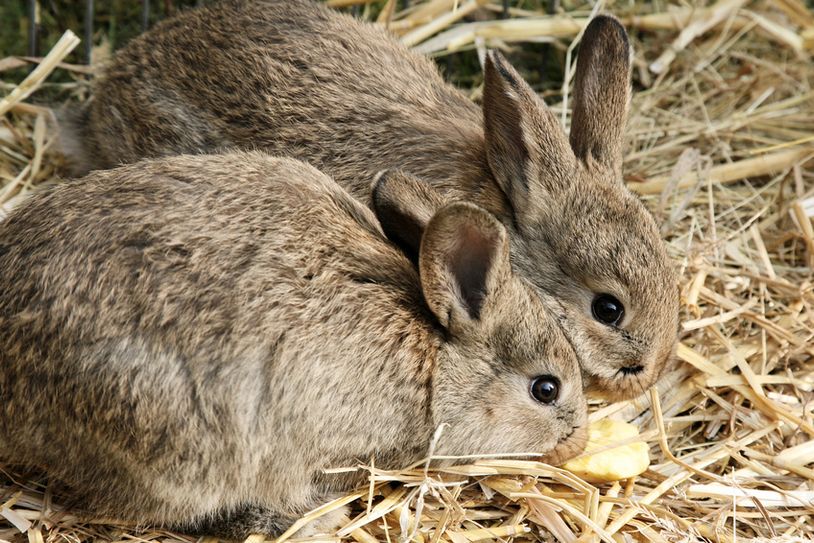 Foto: fotolia