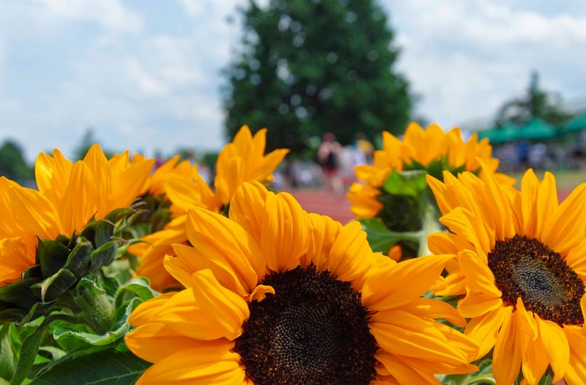 Die Sonnenblume steht als Symbol für Lebensfreude und Zuversicht - jeder Teilnehmer durfte eine mit nach Hause nehmen.
