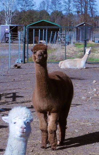 Hofgaeste werden neugierig beaugt.