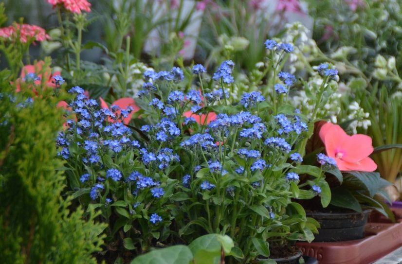 Blaue Blüten gegen das Vergessen....