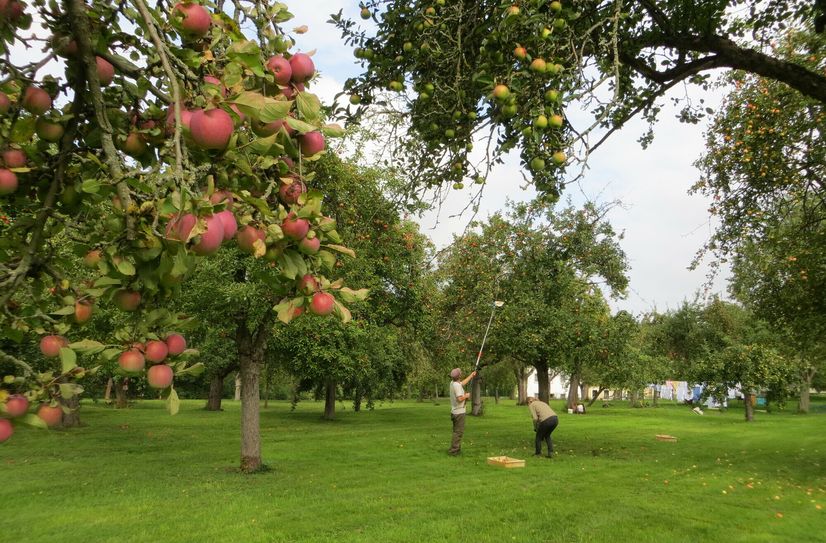Obsternte auf der Streuobstwiese.