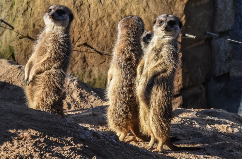 Auch die Erdmännchen waren zur großen Zählung angetreten.