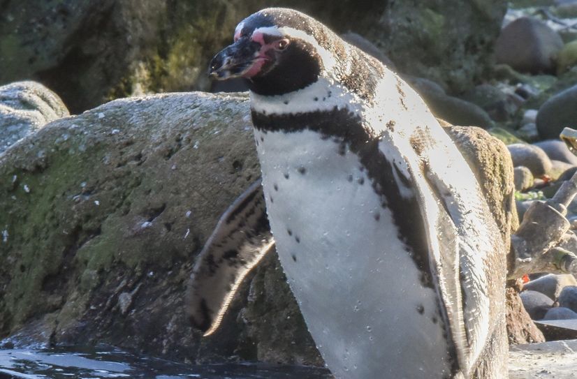 Insgesamt leben 21 Pinguine (14 Weibchen und 7 Männchen) in der Anlage.
