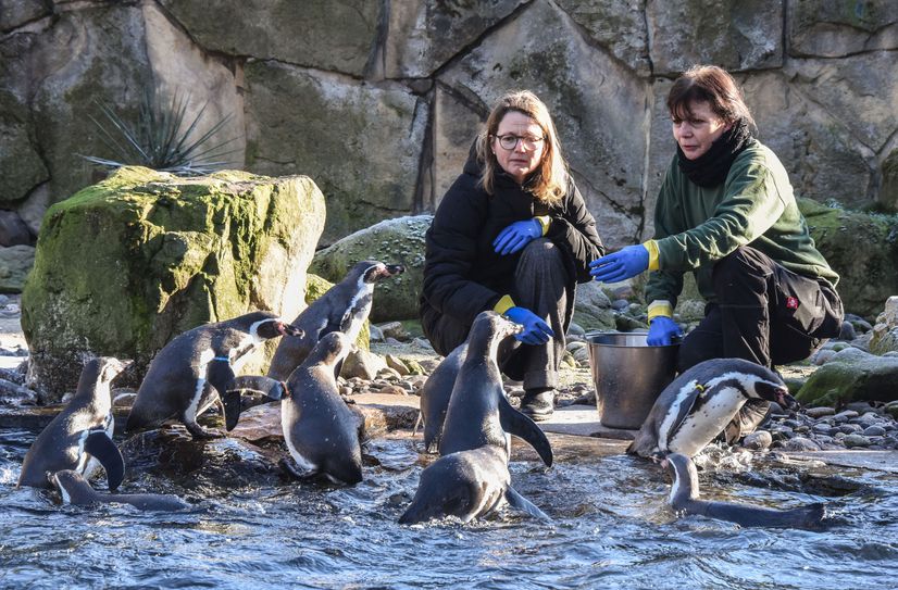 Fütterung und Zählung der Humboldtpinguine durch Tierpflegerin Kerstin Kunadt (re.) und Kulturbürgermeisterin Annekatrin Klepsch.