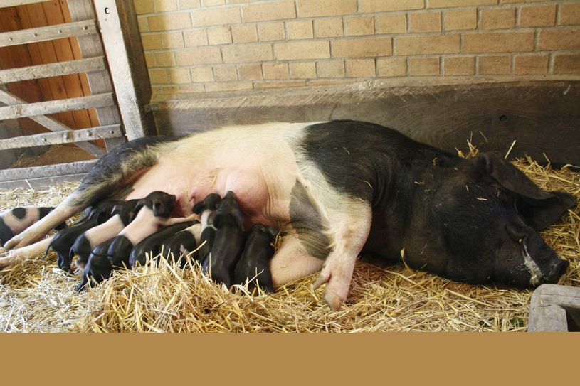 Foto: zoo-goerlitz.de, Catrin Hammer