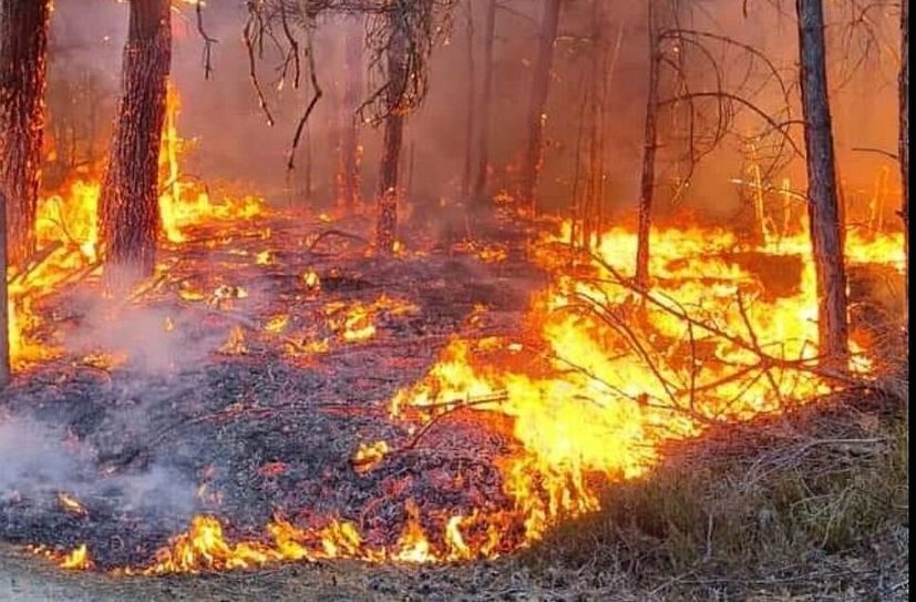 Brand in der Gohrischheide bei Zeithain.