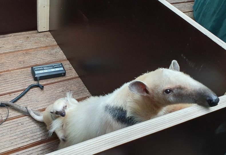 Tamandua-Mutter "Kiwi" mit ihrem Nachwuchs "Bonita". Foto: Lea Lindenhahn