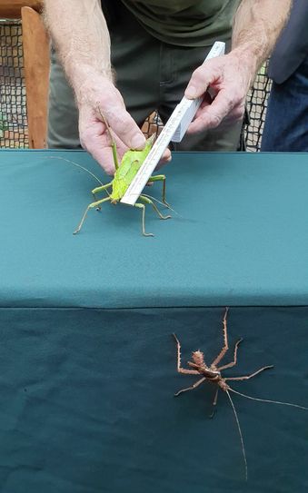 Eine weibliche und männliche Dschungelnymphe. Das Weibchen wird soeben gemessen. Foto: Lea Lindenhahn
