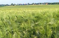 Landwirtschaft in der Lommatzscher Pflege.