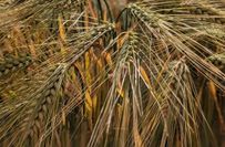 Landwirtschaft in der Lommatzscher Pflege.