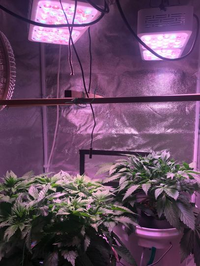In der durchsuchten Wohnung fanden die Polizisten eine groß angelegte Marihuanazucht. Fotos: Polizei