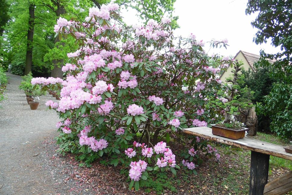 Rhododendron und Bonsai im Park vereint.