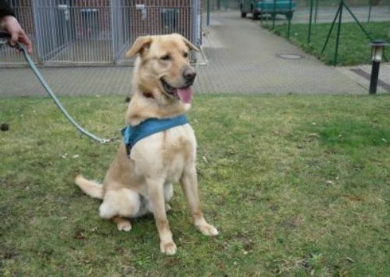 Diego ist ein Labrador Mischling, wird bald fünf Jahre alt und lebt seit Mitte Januar im Dresdner Tierheim, er wurde abgegeben. Foto: Tierheim Dresden