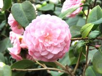 Für blinde und taubblinde Menschen ist der Duft, beispielsweise der von Kamelien, eine Möglichkeit, die Natur bewusst zu erleben.