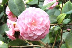 Für blinde und taubblinde Menschen ist der Duft, beispielsweise der von Kamelien, eine Möglichkeit, die Natur bewusst zu erleben.