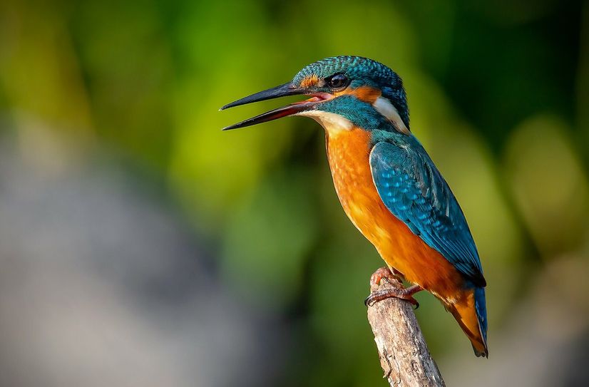 Eisvogel.