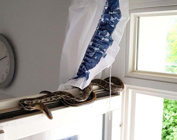 Die Schönnatter hatte es sich auf einem Balkonfenster gemütlich gemacht. Foto: Polizei