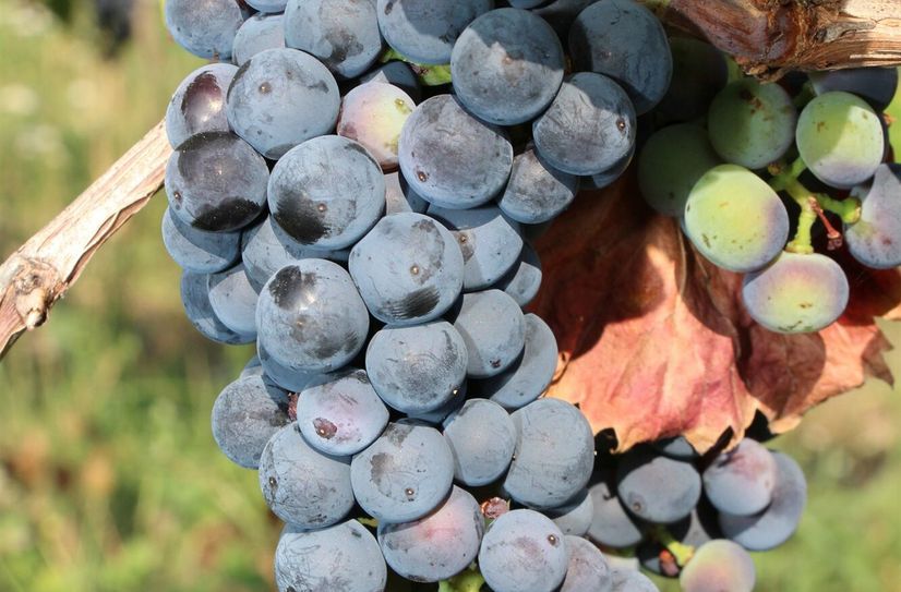 Gute Trauben für einen guten Wein.