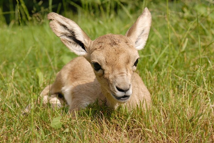 Junge Persische Kropfgazellen im Tierpark Görlitz. Foto: www.zoo-goerlitz. de, C. Hammer