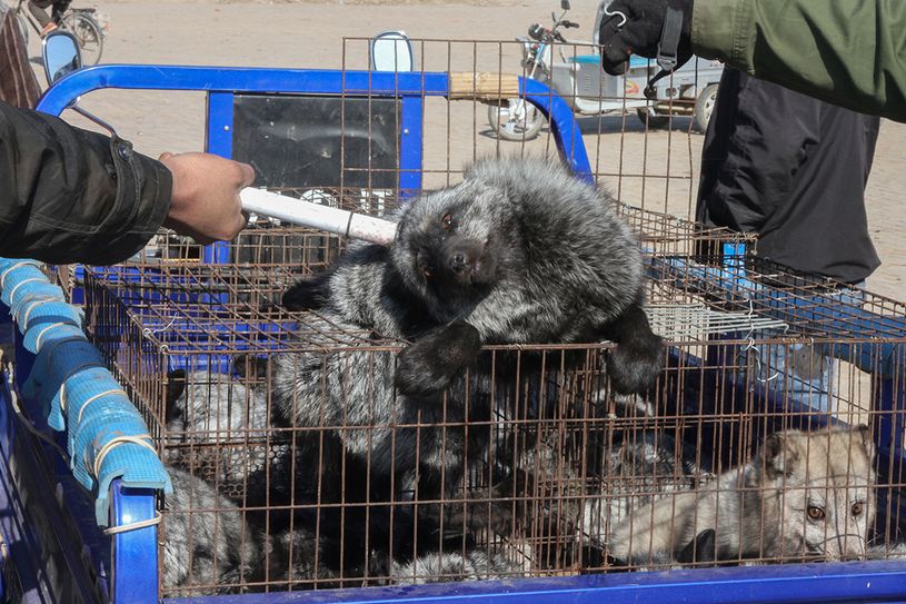 Marderhunde. Foto: animal equality