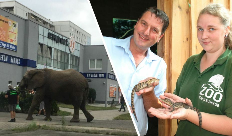 Bad news vs. good news: Nun sage noch mal jemand, man schafft es nur mit schlechten Nachrichten auf die Titelseiten der Republik.  Neben dem »skandalösen« Elefantenbad im Hoyerswerdaer Gondelteich punkteten nämlich auch die Kroko-Babys aus dem Zoo bei den überregionalen Blattmachern. F.: hgb