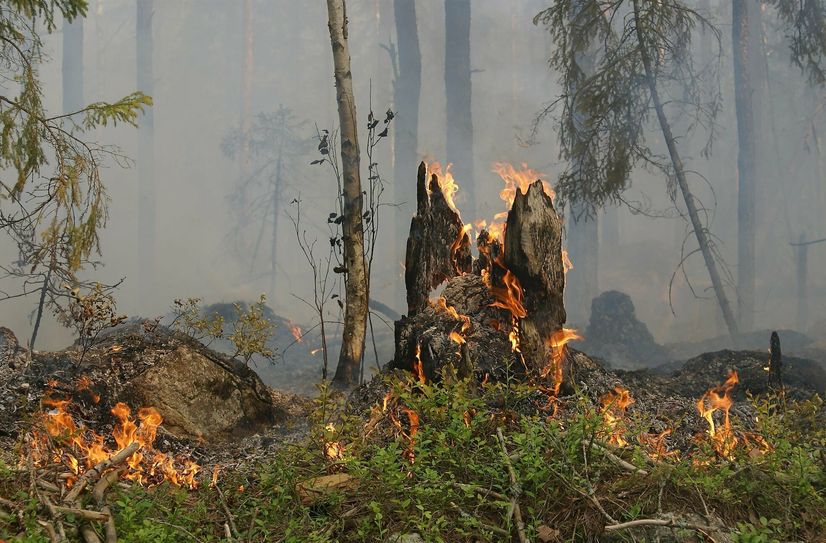 Bisher gab es 2022 im Landkreis Görlitz 20 Waldbrände auf einer Fläche von insgesamt 9,33 Hektar. (Symbolfoto)