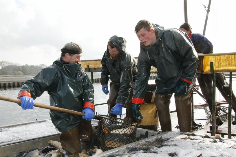 Auch zum 20. Jubiläum des Fischzuges kann man wieder den Fischern beim Auslegen und Einholen der Netzte sowie beim Sortieren der Fische zusehen. Foto: jho