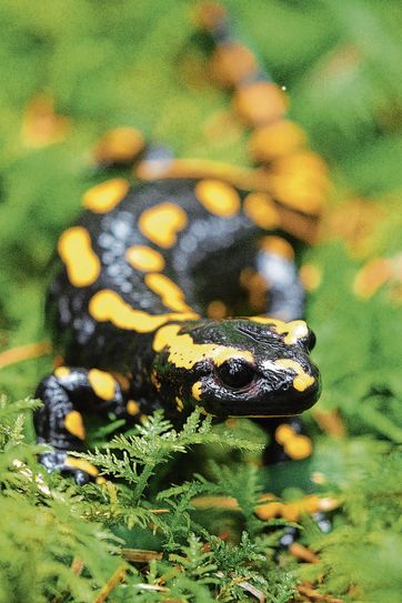 Feuersalamander Foto: Pixabay