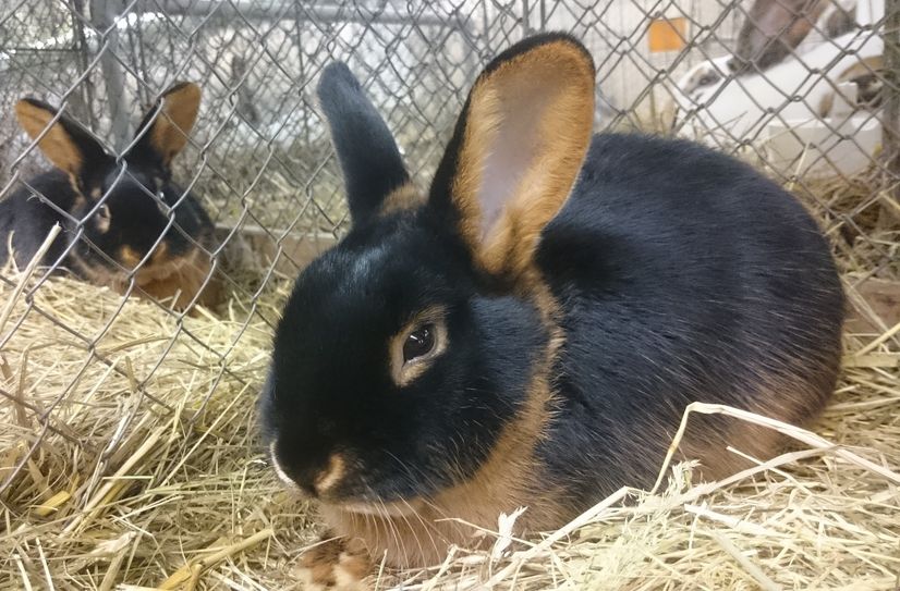 Bei der Kleintierschau werden sowohl Kaninchen als auch Rassegeflügel gezeigt.