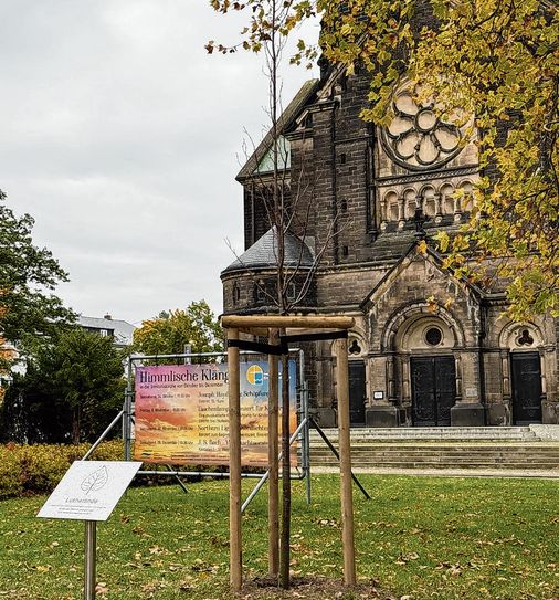 Vor der Riesaer Trinitatiskirche wurde eine neue Linde gpflanzt.