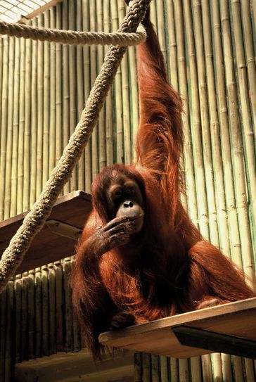 Dalais Mama Daisy (Foto: PR/Zoo Dresden)