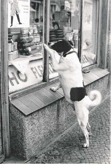 Ihn beeindruckte das Angebot der Cottbuser HO-Fleischerei. Foto: Erich Schutt