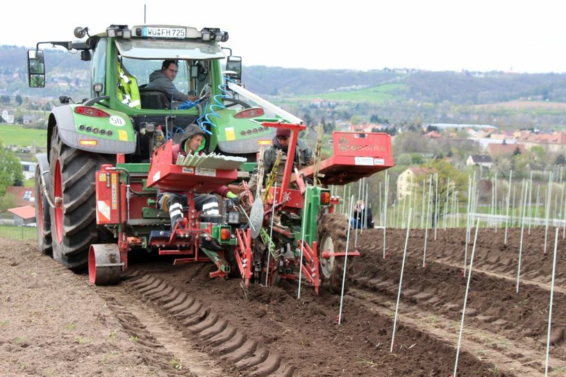 Am 4. Mai rebten Winzer des Sächsischen Staatsweingutes Schloss Wackerbarth 6.500 Stöcke der Rebsorte Gamay auf.