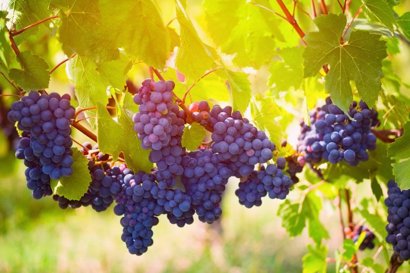 Sorte Gamay