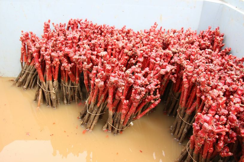 Die Veredlungsstelle des Gamay auf der amerikanischen Rebunterlage - 6.500 warten aufs Einpflanzen.