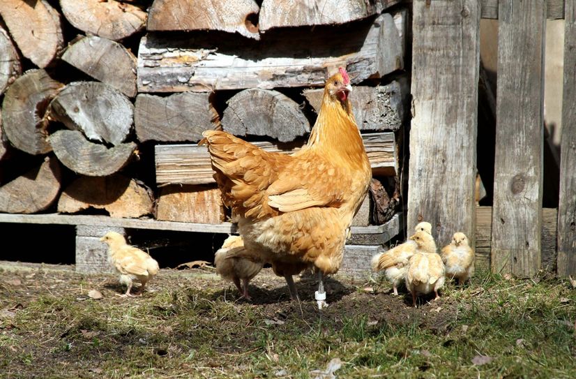 Sachsenhuhn in gelbem Farbschlag.