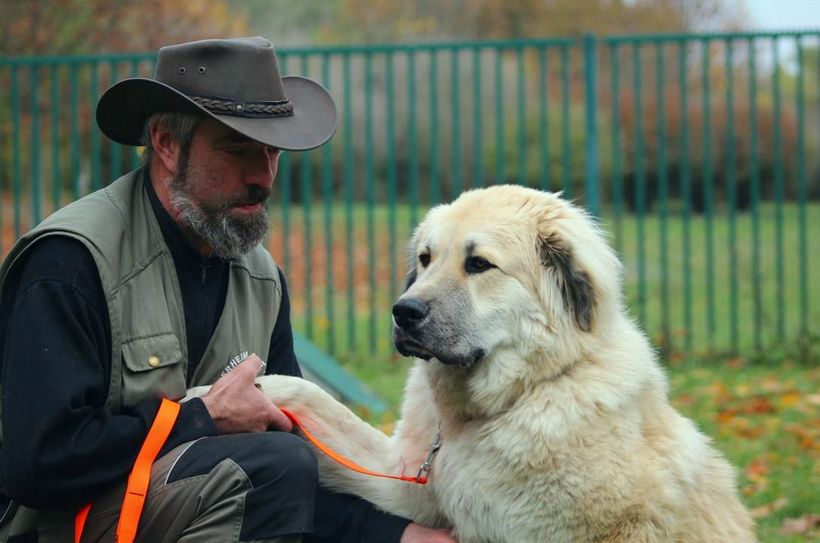 Der Hund Ben braucht Hilfe. Nur eine Operation kann den Kuvasz- Mix Rüden von seinen Schmerzen befreien.  Foto Tierschutzverein Cottbus e.V.