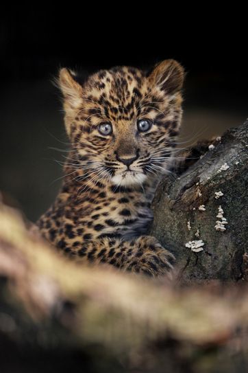 Die Mini-Raubkatze, die im Hoyerswerdaer Zoo lebt, ist ein Mädchen! Foto: pm