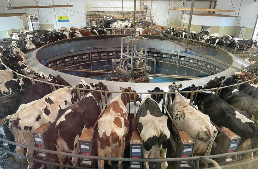 Im modernen Melkkarussell verrichten die Kühe ihre "Arbeit".