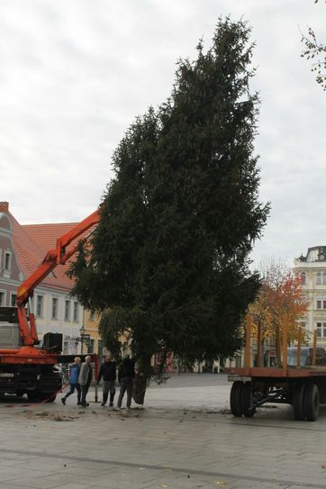 In der vergangenen Woche wurde auf dem Altmarkt der Weihnachtsbaum aufgestellt. Und auch die Innenstadt wird beleuchtet, um so wenigstens ein wenig weihnachtliche Atmosphäre zu schaffen. Foto: privat