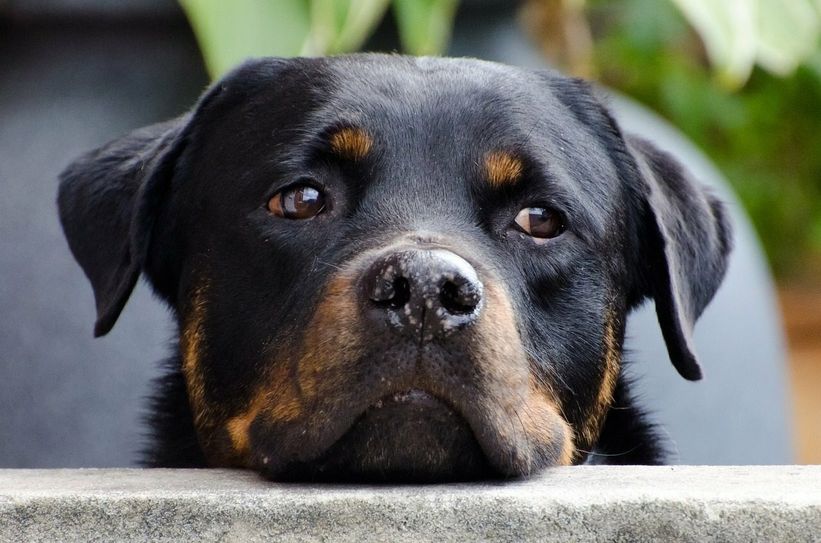 Rathäuser: Hunde müssen draußen auf Herrchen oder Frauchen warten